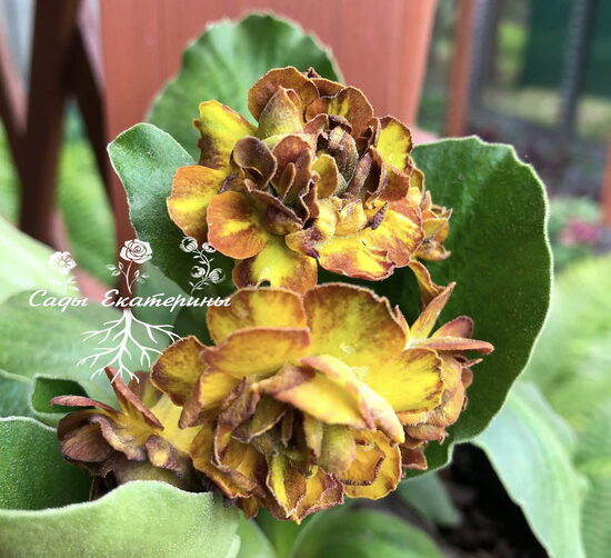  № 109 "Lincoln Halo" primula auricula