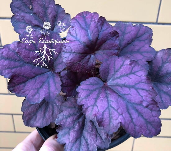  № 106 Electric Plum