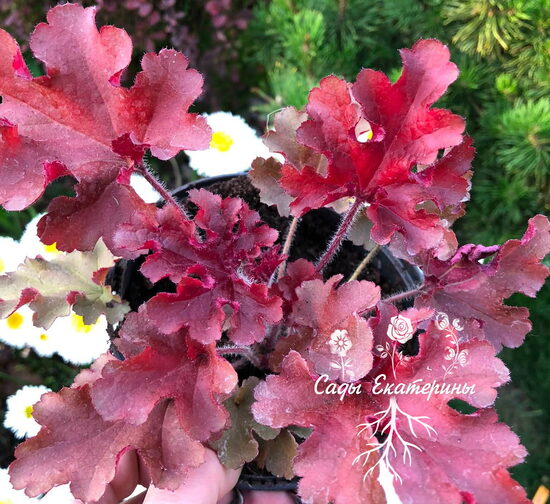   № 275 Cherry Berry