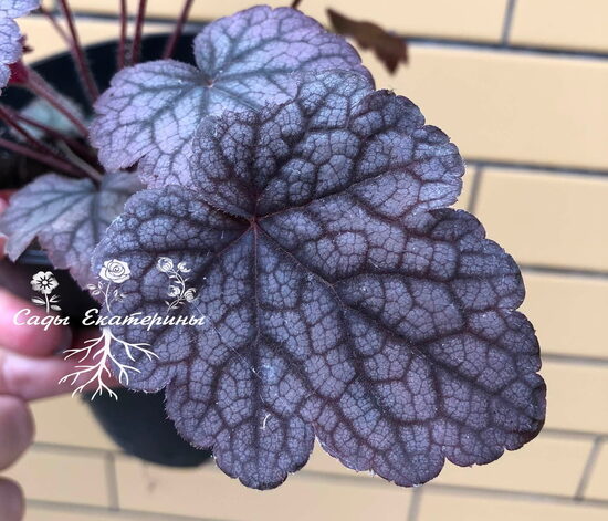   № 190  Infinity 