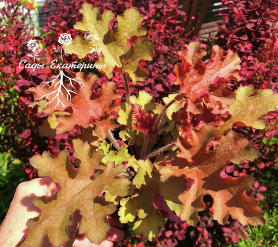   № 281 Orangeberry