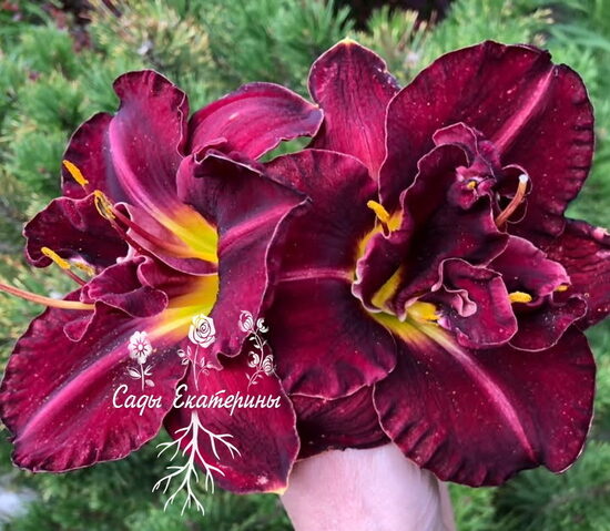 № 242 Velvet Onyx