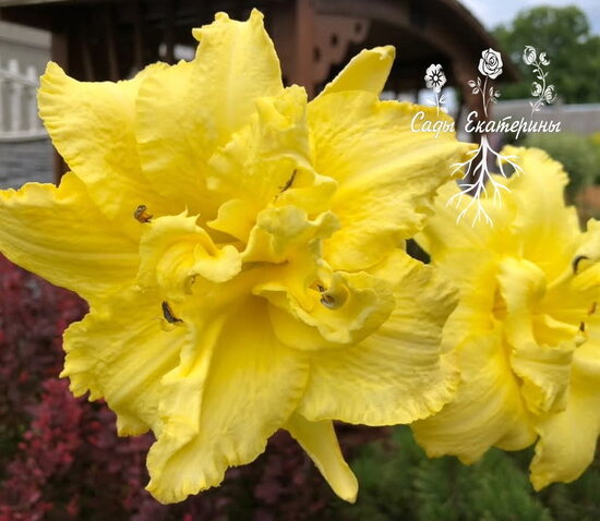   № 332 Double Bigbird