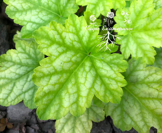  №  240 Lord Lime