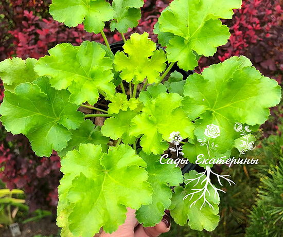 №38 Limeberry 