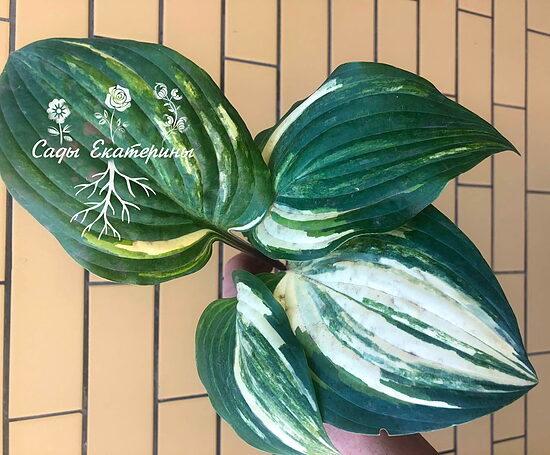  № 226  Red Cloud