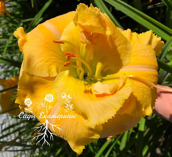№188 GARDEN DEBUTANTE
