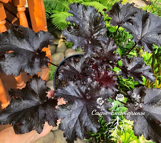 № 90  Black Taffeta
