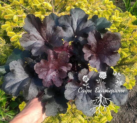  № 253 Gro Fast Black