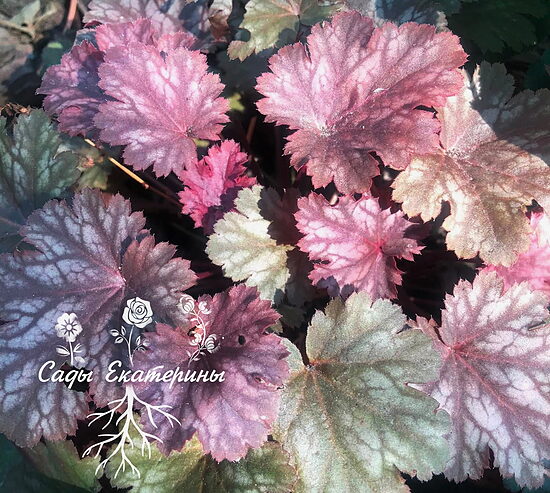  № 235 Cinnamon Glaze