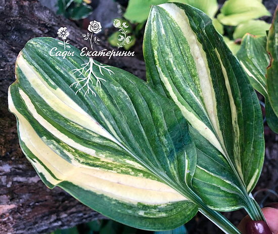 №27 Valley's Bluegrass streaked