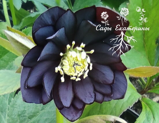   № 123  Double Slate 