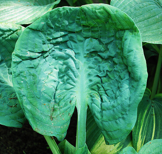   № 341    Generation X