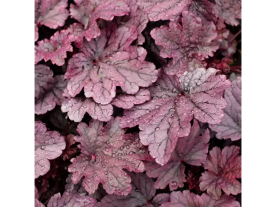№ 277   Grape Timeless