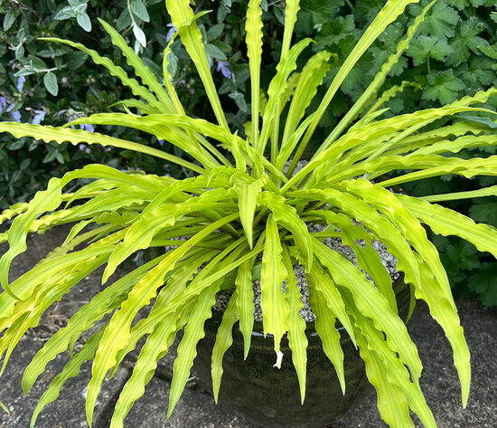 № 262 Party Streamers