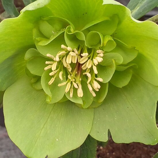   № 7 Anemone green