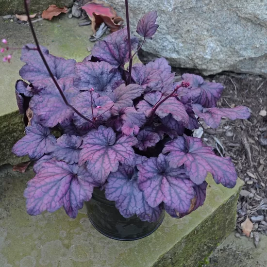  № 106 Electric Plum