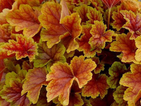 № 280 Happy Flames