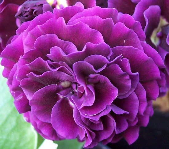  № 110 " Doublet" primula auricula