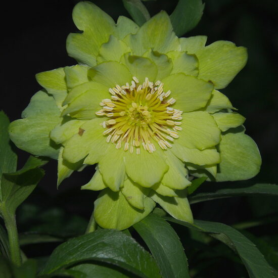  № 98 Quintessa Lemon