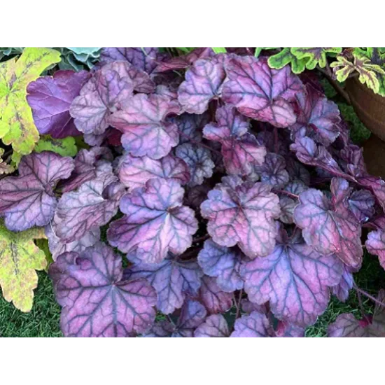  № 285 Purple Jewel