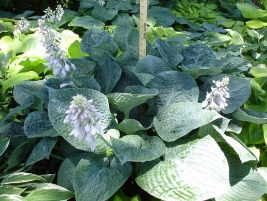 № 280   Bam Bam Blue