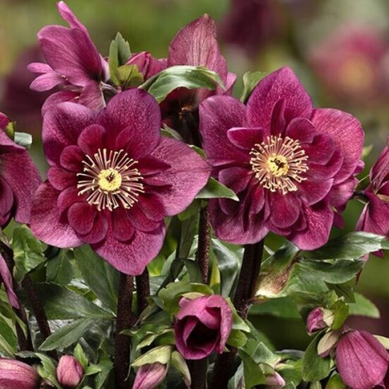 № 125 Winter Ballet Frilly Ruby