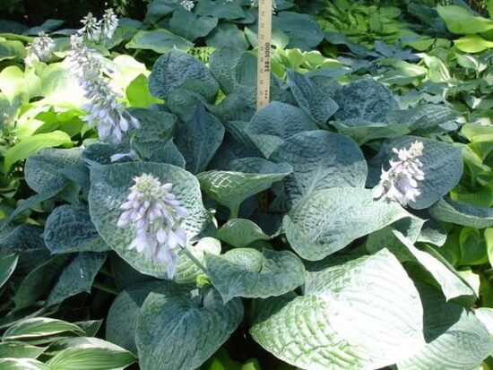 № 280   Bam Bam Blue