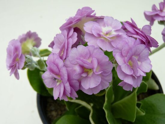 №56    'Barnhaven double pink' primula auricula     