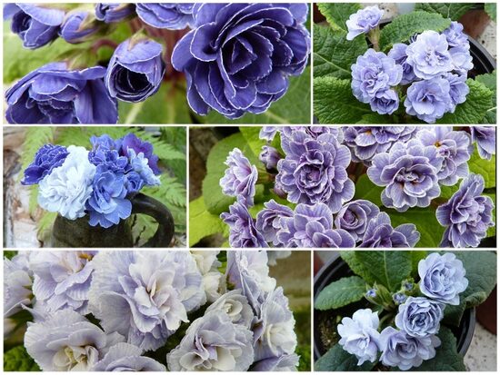  № 105  'Barnhaven double bleu shades ' primula auricula 