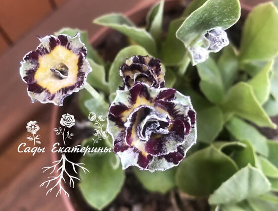 № 86 "Merelin Stripe" primula auricula