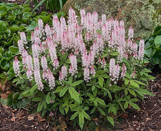  № 287  Pink Skyrocket