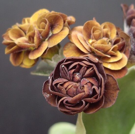  № 113 " William Gunn"  primula auricula
