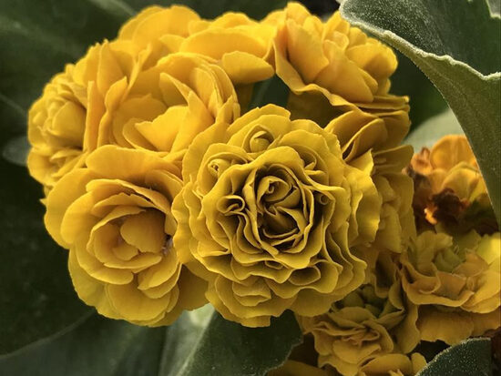  № 107 " Forest Golden Harvest "  Primula auricula