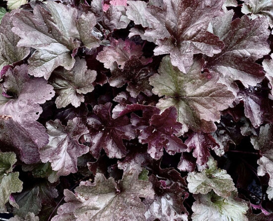  № 253 Gro Fast Black
