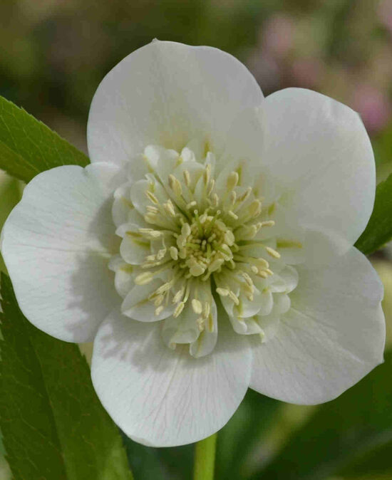  № 109 Anemone White