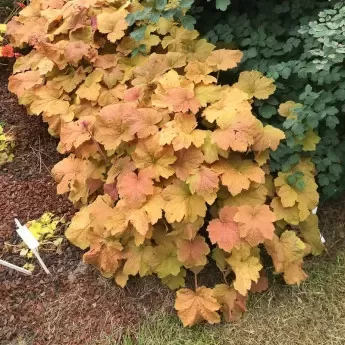  № 282 Heart of Gold