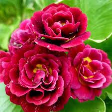 №56  " Pegasus" primula auricula