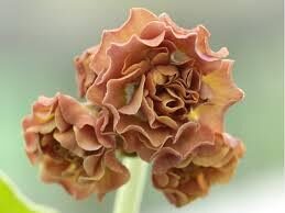  № 111 "Charles Bronson" primula auricula