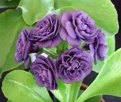 №  79 "Fred Booley" primula auricula