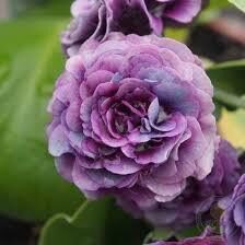  № 112 "Forest Purple Penny" primula auricula