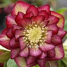  № 100 Quintessa Apple