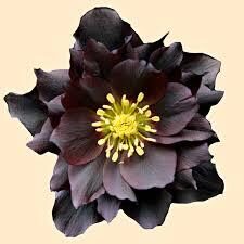  № 101  Quintessa Midnight