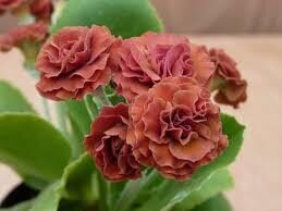  № 53 "Frank Baley" primula auricula