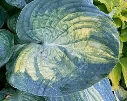 № 327  Sound of Music 