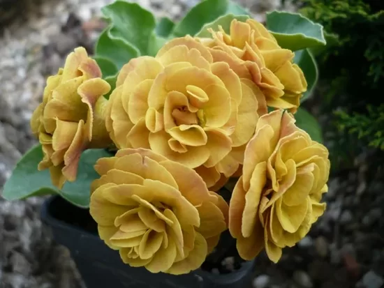 № 64  "Joan Curtis " primula auricula 