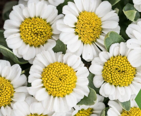  № 50  Sweet Daisy Shelly