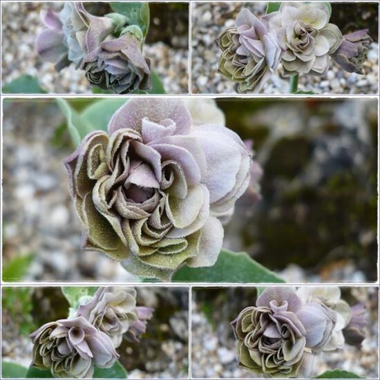  № 13  "Lilac Ladywood"  primula auricula