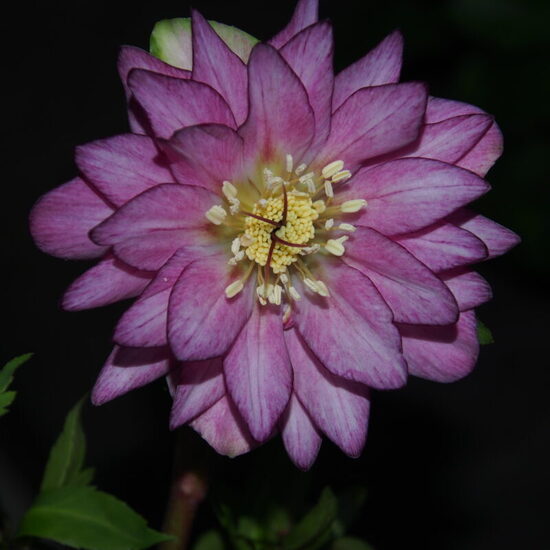  № 117 Quintessa Berry