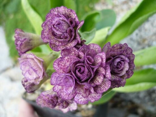 № 66   "Jolly Jumper " рrimula auricula  